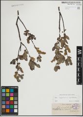 Foto von Salix lapponum L. x Salix myrtilloides L.